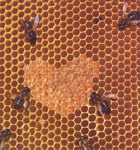 panel de abejas simbolizando la vida comunitaria