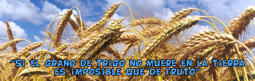 imagen de trigal: si el grano de trigo no muere en la tierra es imposible que nazca fruto